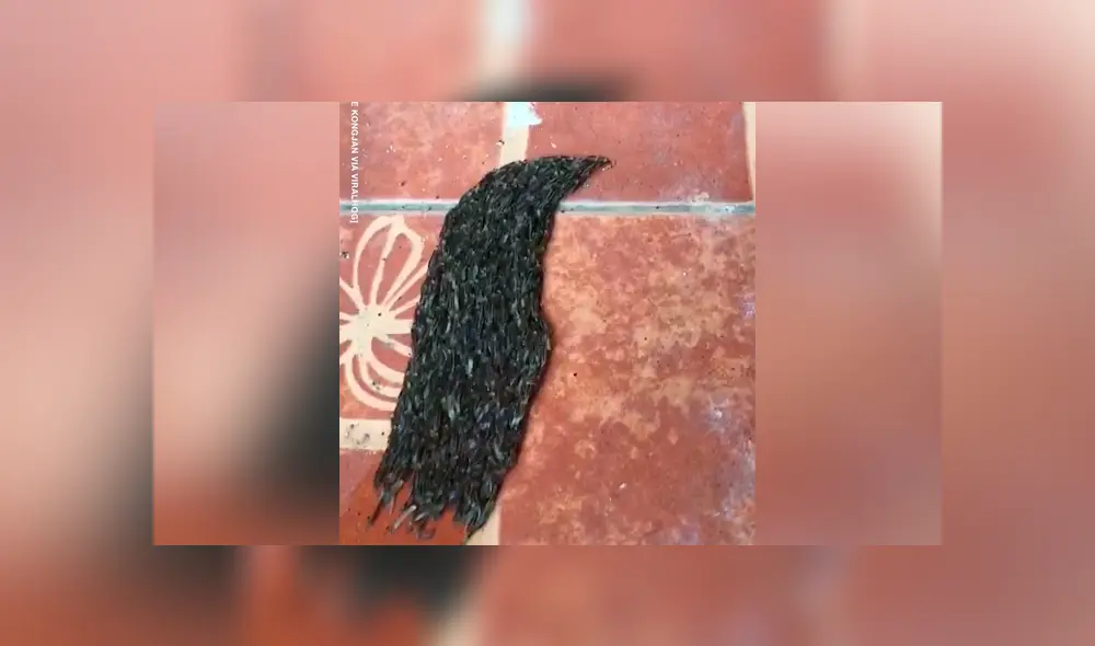 Joven encuentra extraña ‘masa’ que se arrastra, se acerca y queda espantado al ver cientos de criaturas [VIDEO]