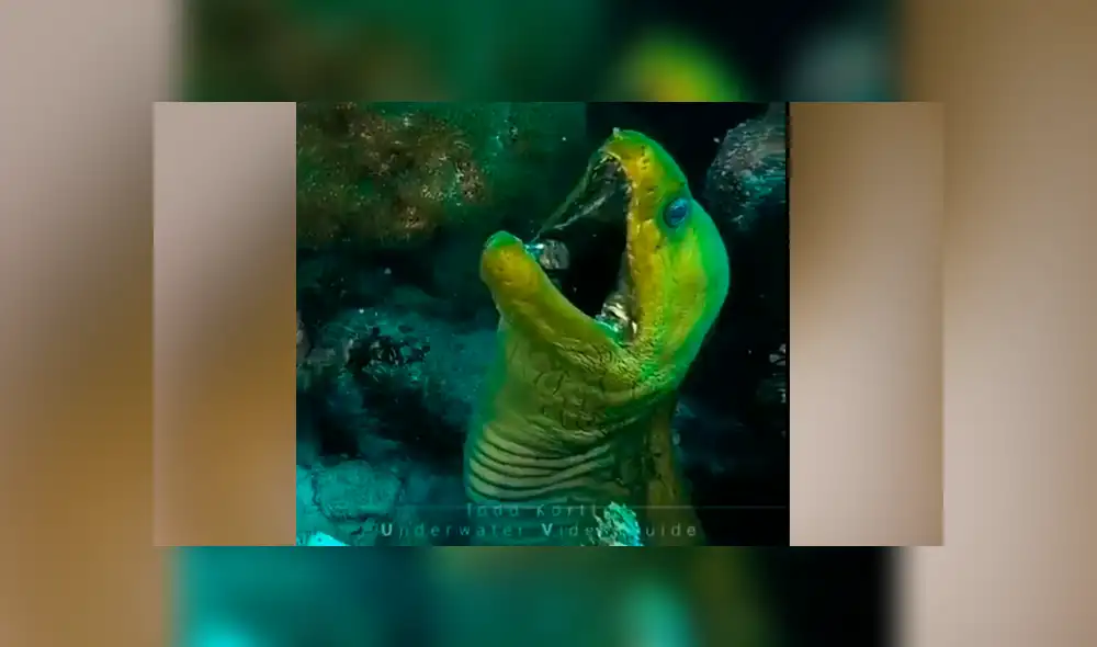 YouTube viral: terrorífica criatura es descubierta por buzo cuando descendió a las profundidades del mar YouTube viral: terrorífica criatura es descubierta por buzo cuando descendió a las profundidades del mar