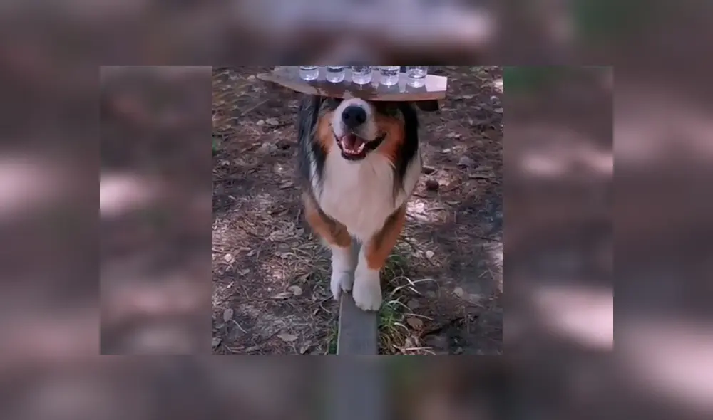En Facebook, un joven entrenó a su perro para que pueda sostener con una tabla varias copas de agua.