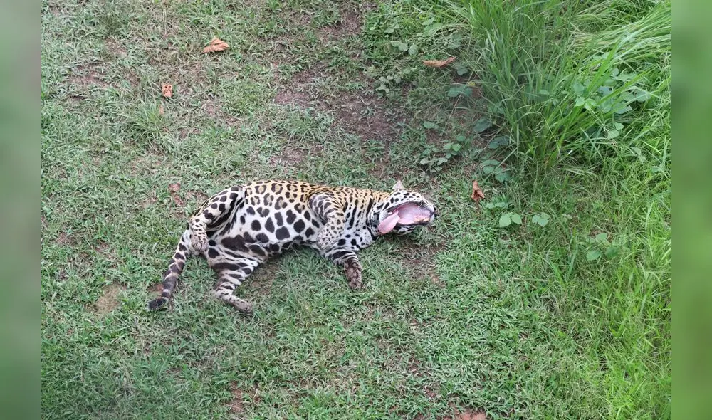 Conoce el Parque Natural de Pucallpa, un zoológico en medio de la selva [FOTOS]