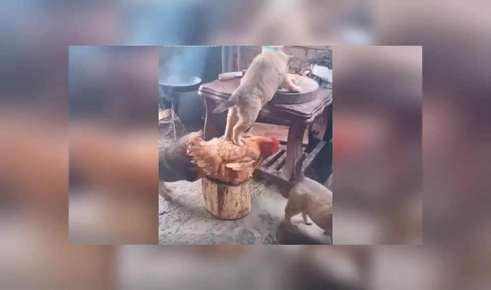 Desliza las imágenes para apreciar la terrible acción de una gallina junto a un perro para quitarle la comida su dueño.