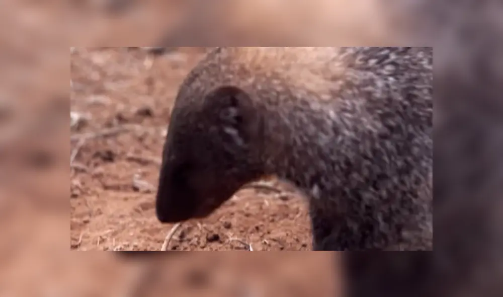 Desliza para ver los detalles del video viral publicado en YouTube. Foto: Captura. Desliza para ver los detalles del video viral publicado en YouTube. Foto: Captura.