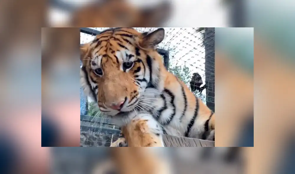 Desliza hacia la izquierda para ver el encuentro del cuidador de felinos con el tigre, escena que es viral en Facebook. Desliza hacia la izquierda para ver el encuentro del cuidador de felinos con el tigre, escena que es viral en Facebook.