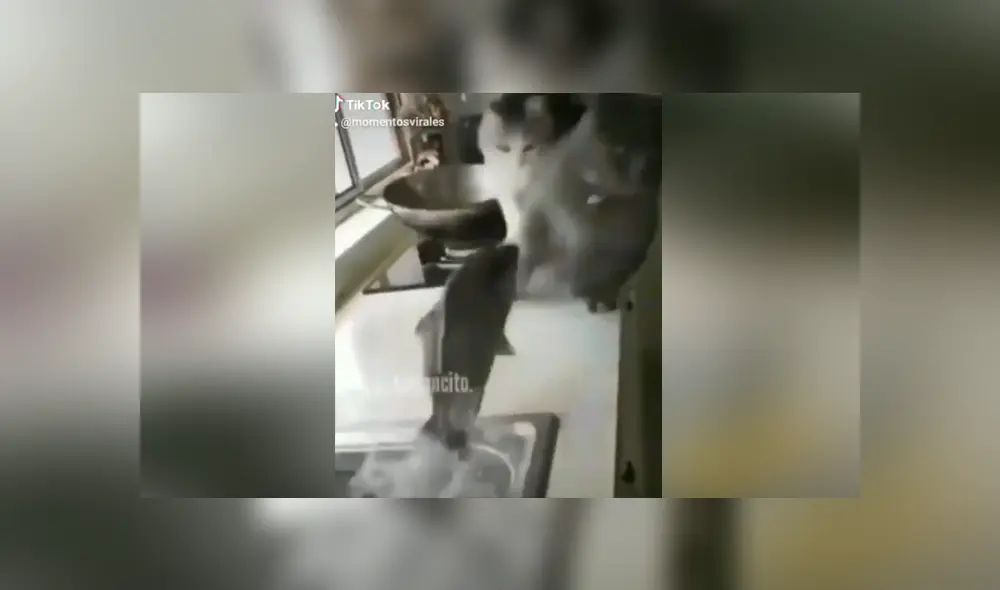 A través de Facebook se hizo viral el divertido momento en que pez intenta atacar a dos curiosos gatos. A través de Facebook se hizo viral el divertido momento en que pez intenta atacar a dos curiosos gatos.