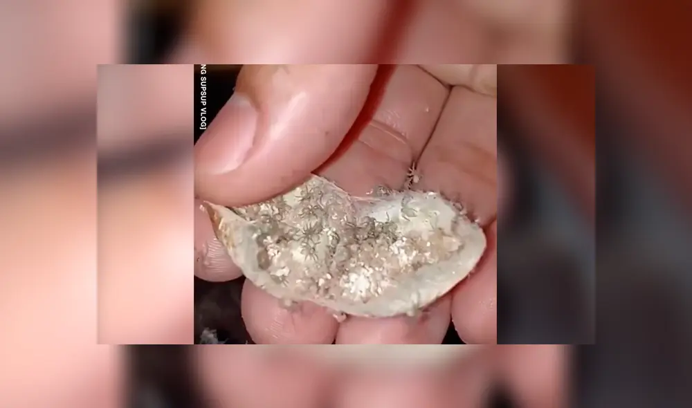 YouTube viral: joven encuentra extraña ‘bolsa’, la abre y descubre cientos de criaturas bebés en su interior