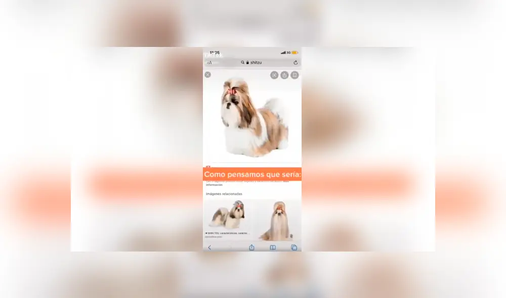 Desliza las imágenes hacia la izquierda para conocer la verdadera raza de un perro al que creyeron era un shitzu. Foto: Captura.