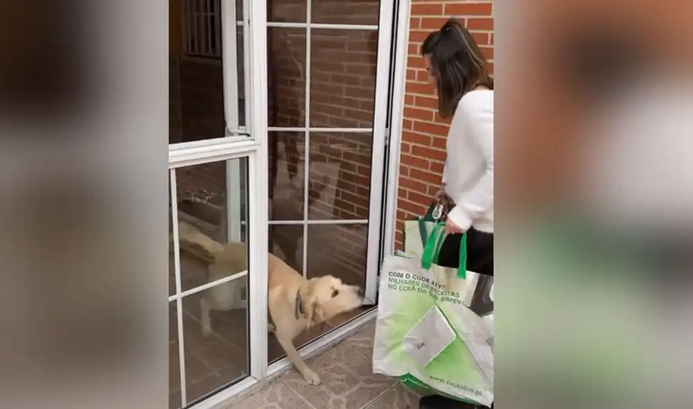 Desliza las imágenes para ver más detalles sobre esta escena que muestra la habilidad de un perro para abrir la puerta a su dueña. Foto: captura de TikTok