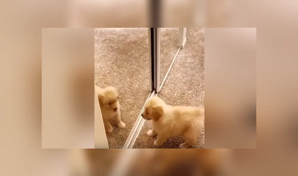 A través de Facebook se hizo viral el momento en que un perro tiene una curiosa reacción al ver su reflejo por primera vez. A través de Facebook se hizo viral el momento en que un perro tiene una curiosa reacción al ver su reflejo por primera vez.