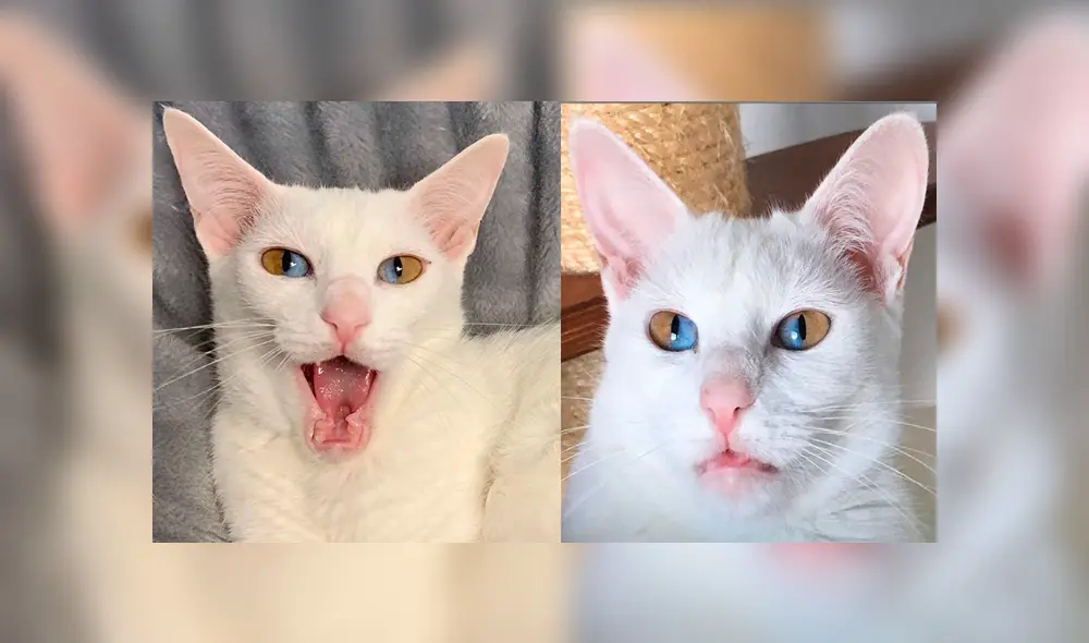 YouTube viral: gato que tiene los ojos de dos colores se vuelve 'influencer' por su extraña condición