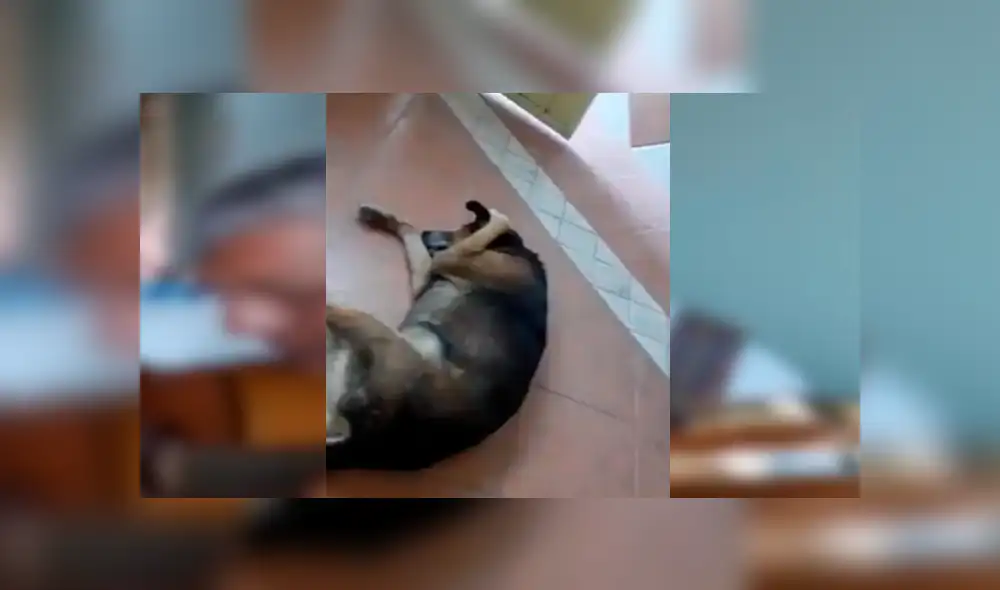 YouTube viral: Perro no soporta escuchar la serenata de su amo y hace lo impensado [VIDEO] 