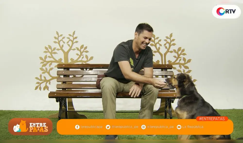 Mitos y verdades de la esterilización - Entre patas