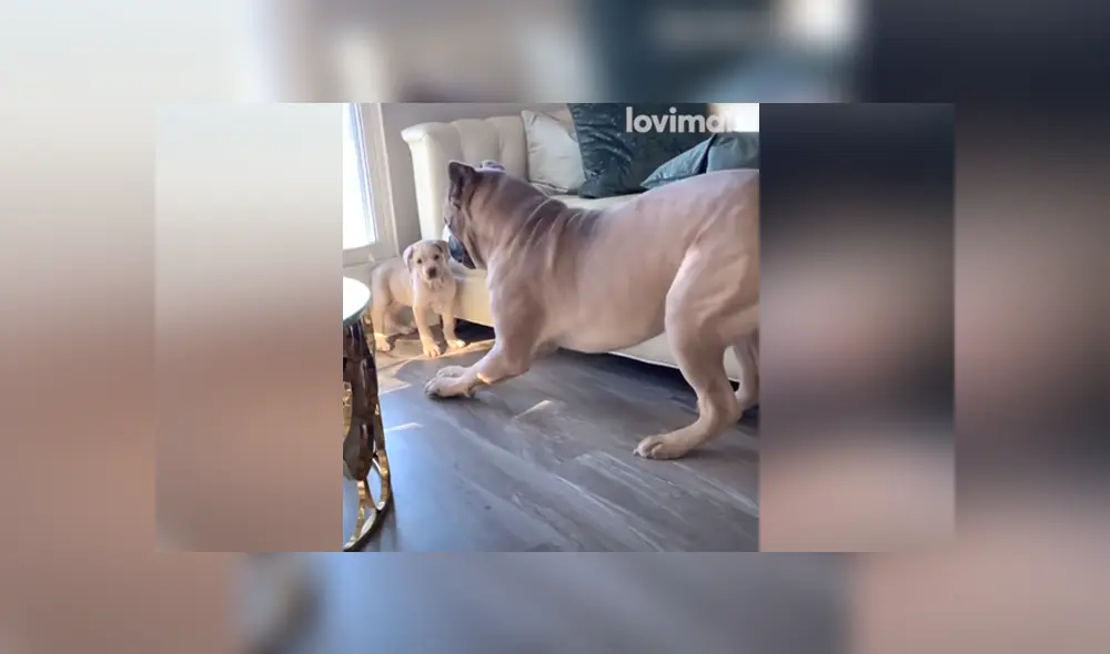 A través de Facebook se ha vuelto viral la tierna reacción de una can al ver al nuevo cachorro de la familia. A través de Facebook se ha vuelto viral la tierna reacción de una can al ver al nuevo cachorro de la familia.