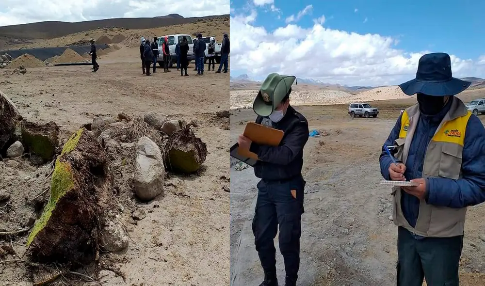 Flora habría sido retirada con maquinaria del proyecto. Foto: Gobierno Regional de Tacna.