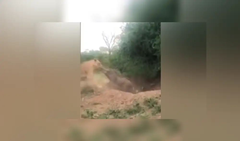 Desliza hacia la izquierda para ver el brutal ataque de una leona a un indefenso jabalí. Video viral de YouTube. Desliza hacia la izquierda para ver el brutal ataque de una leona a un indefenso jabalí. Video viral de YouTube.