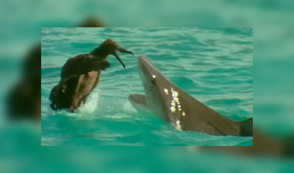 YouTube viral: Ave protagonizó lucha a muerte con feroz tiburón que intentó devorarlo [VIDEO] 