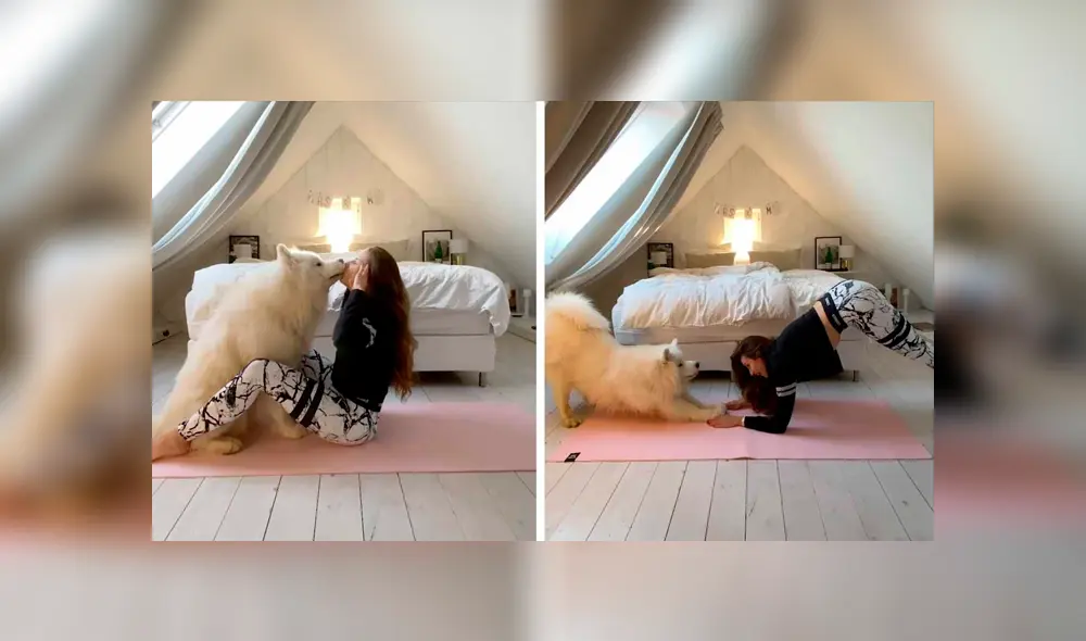 Desliza las imágenes hacia la izquierda para conocer la tierna labor de un perro al entrenar con su dueña.