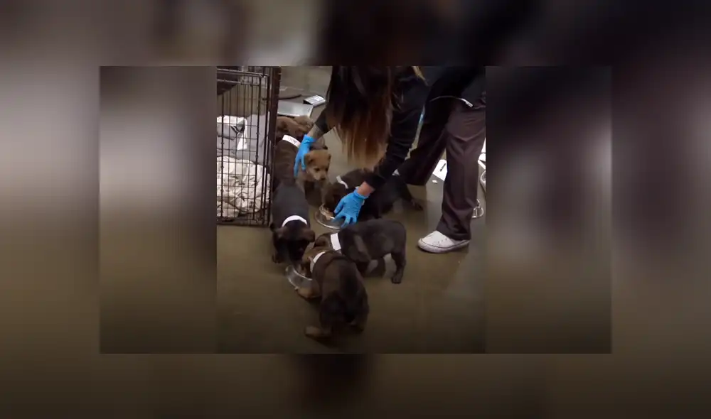 Vía Facebook. Los cachorros fueron encontrados en una cueva y llevados a un refugio de animales. Vía Facebook. Los cachorros fueron encontrados en una cueva y llevados a un refugio de animales.