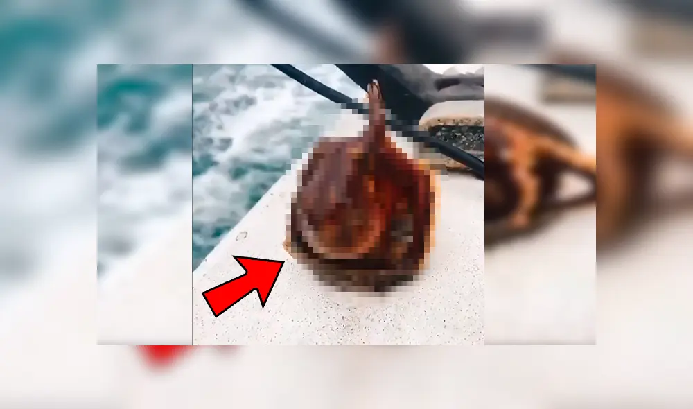 En Facebook, un hombre navegaba por una bahía en Japón cuando de pronto vio que una ‘misteriosa criatura’ salió de la almeja.