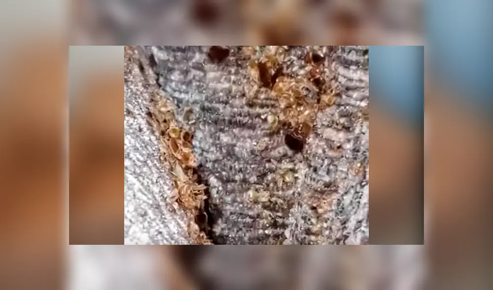 Joven compra por subasta un sofá, lo revisa y descubre a miles de insectos bebés. Joven compra por subasta un sofá, lo revisa y descubre a miles de insectos bebés.