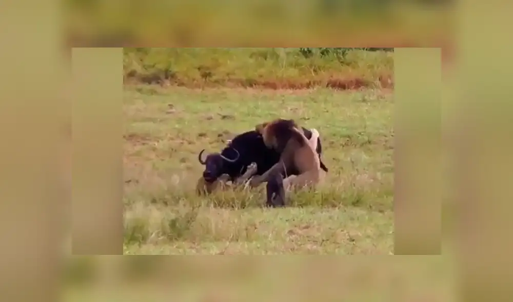 YouTube viral: Mamá búfalo se sacrifica para salvar a su cría de terribles criaturas [VIDEO]
