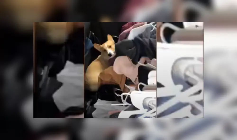 Video es viral en Facebook. Mujer grabó el singular comportamiento que tuvo el can mientras ella empacaba sus cosas para mudarse. Fotocaptura: YouTube