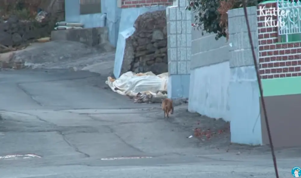 Desliza hacia la izquierda para ver las tiernas imágenes de Nureong y su desmedido amor de madre. Foto: captura de YouTube Desliza hacia la izquierda para ver las tiernas imágenes de Nureong y su desmedido amor de madre. Foto: captura de YouTube
