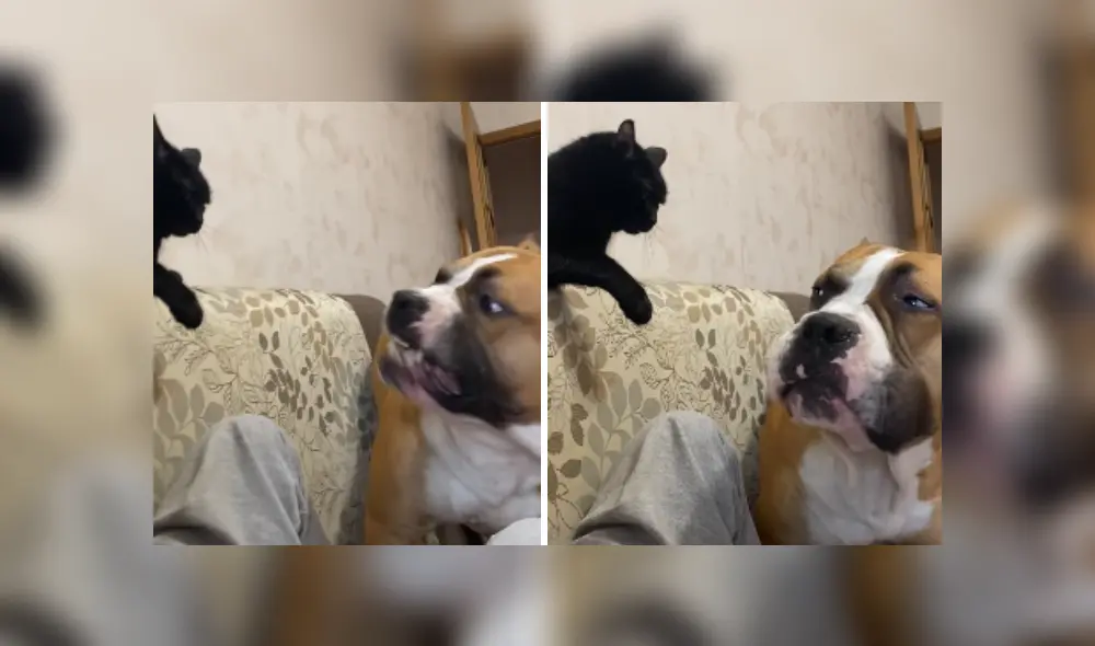Desliza las imágenes para ver más sobre la furiosa reacción de este felino. (Foto: captura)