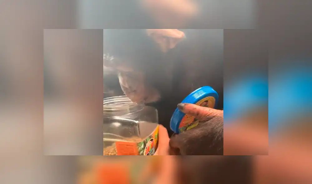 YouTube viral: Mono recibe envase lleno de comida y lo que hace cautiva a miles [VIDEO]