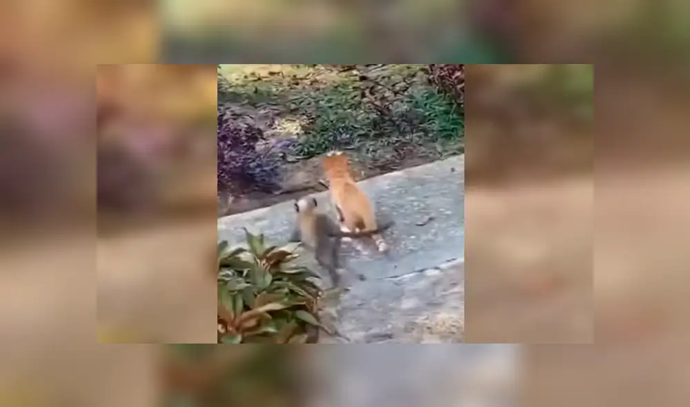 En Facebook, un chico estaba preocupado al no encontrar a su gato y se llevó tremenda sorpresa. En Facebook, un chico estaba preocupado al no encontrar a su gato y se llevó tremenda sorpresa.