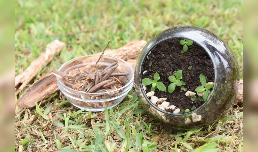 MELISSA MERINO MONTOYA/  DIARIO LA REPUBLICAPLANTA DE QUINA DEL ESCUDO NACIONAL 