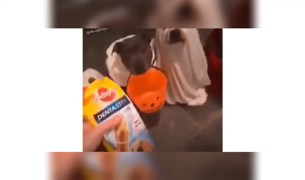 Acude a su puerta y encuentra a sus perros listos para celebrar Halloween [VIDEO]