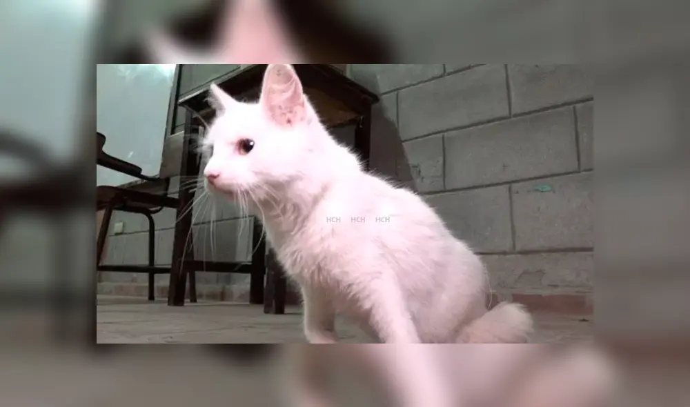 YouTube viral: revelan la triste verdad del gato con cuerpo de conejo que asombró a todos [VIDEO]