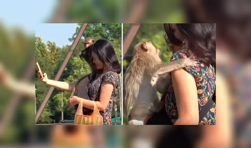 Video es viral en YouTube. El mono sorprendió a la joven con insólita reacción luego de que ella le impidiera llevarse sus pertenencias.