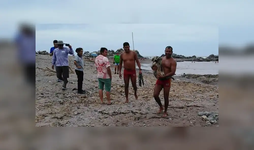 Vía Youtube: policía salvó a perrita tras ser arrastrada por huaico [VIDEO]