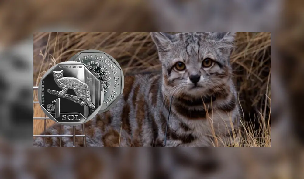 Nueva moneda. Nueva moneda.