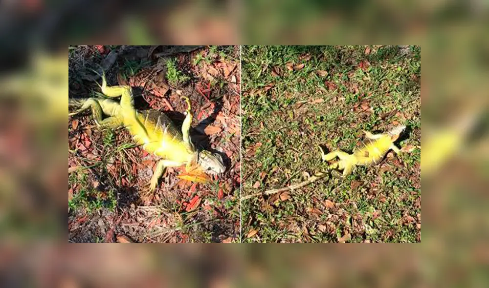 Ola de frío extremo en Miami provoca que iguanas se ‘congelen’ y caigan de los árboles [VIDEO]