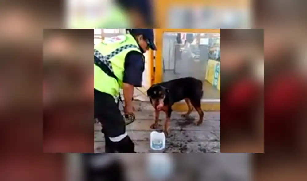 Facebook viral: sereno peruana echa agua a perro sofocado por calor extremo [VIDEO]