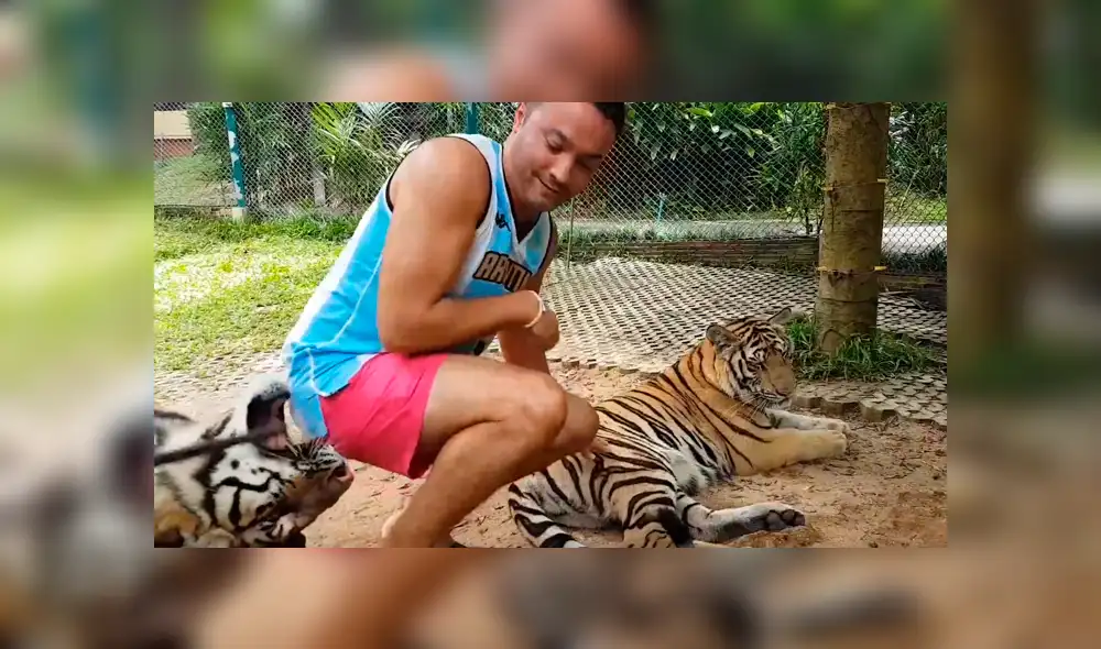 Facebook viral: tigre muerde glúteo de turista que se metió a su jaula [VIDEO]