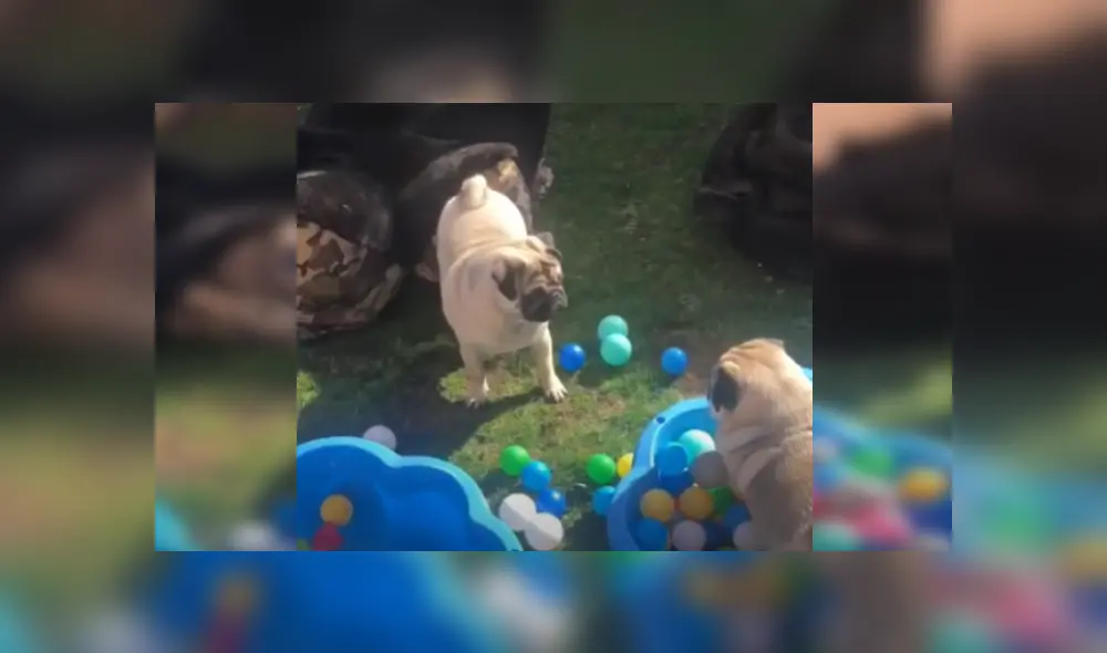 Desliza las imágenes para ver la divertida pelea entre los hermanos pug.