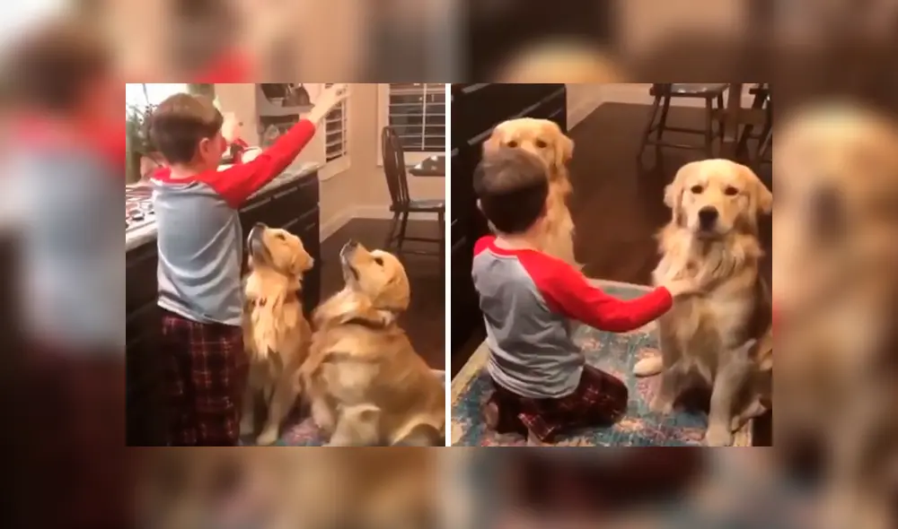 Desliza las imágenes hacia la izquierda para apreciar el emotivo momento entre un niño y sus dos perros. Foto: Captura.