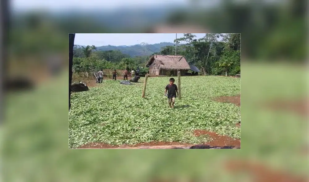 Narcotráfico deforestó más de dos millones de hectáreas en bosques Narcotráfico deforestó más de dos millones de hectáreas en bosques