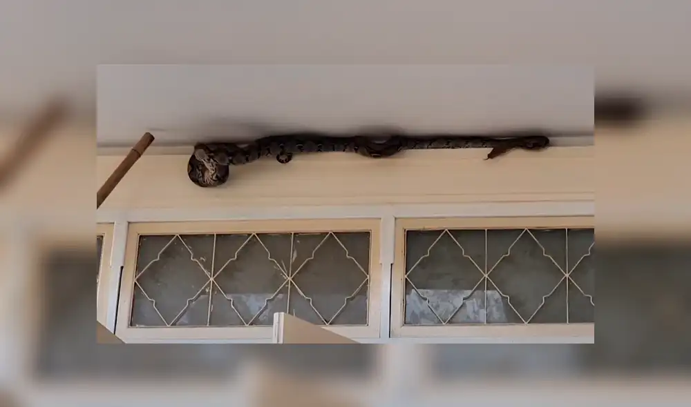 Desliza la imagen para ver a la enorme serpiente. Foto: Viral Press/YouTube Desliza la imagen para ver a la enorme serpiente. Foto: Viral Press/YouTube