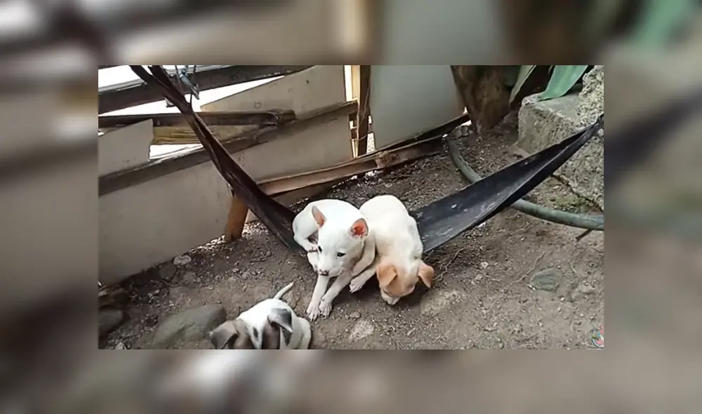 Desliza para ver los detalles del video viral de YouTube. Foto: Captura.