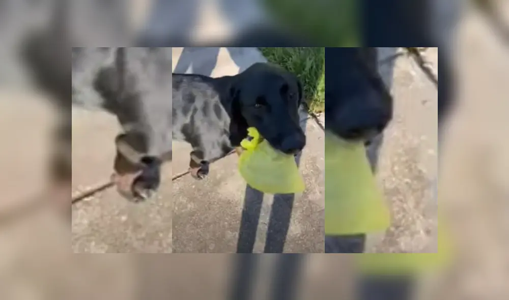 Desliza hacia la izquierda para ver más del video viral. Desliza hacia la izquierda para ver más del video viral.