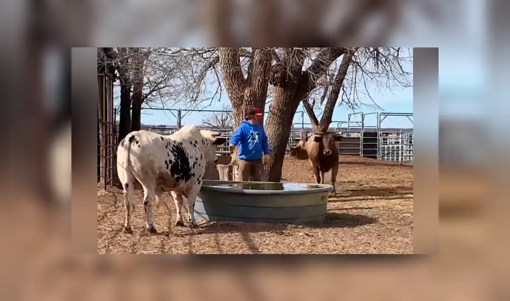 Una mujer grabó un video viral de Facebook el instante en que su esposo casi fue víctima de la brutal cornada de un toro, que aprovechó verlo de espaldas para atacarlo.