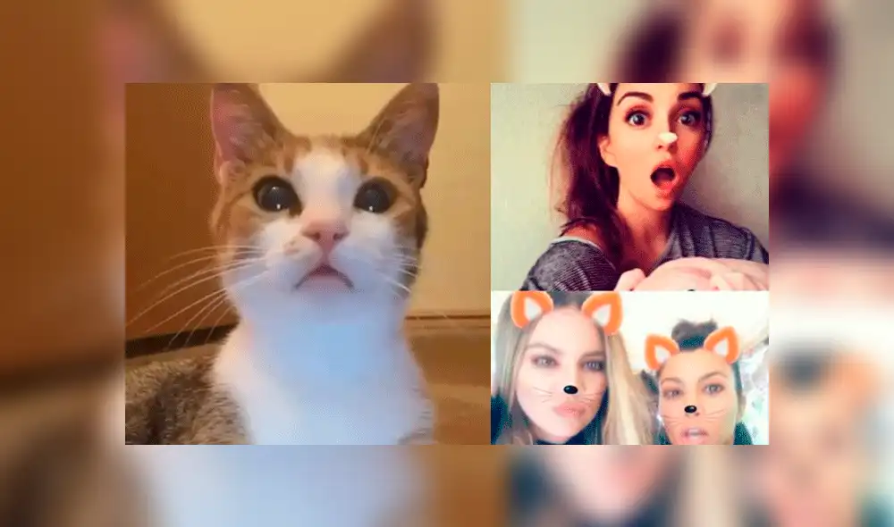Facebook: gato se somete a los filtros de Snapchat y sufre radical cambio de look [VIDEO]