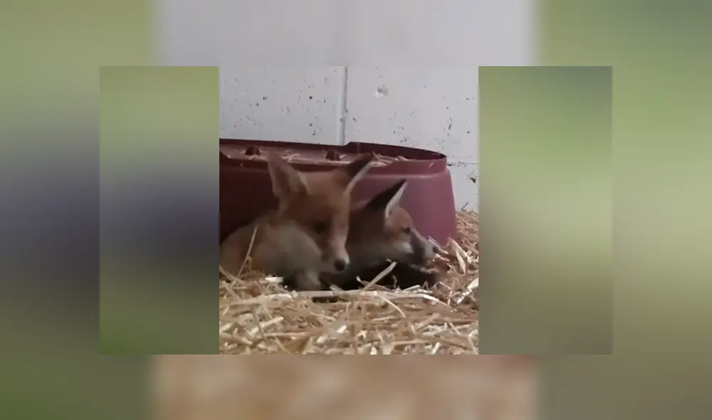 Desliza para ver los momentos más emotivos del video que se hizo viral de Facebook. Desliza para ver los momentos más emotivos del video que se hizo viral de Facebook.