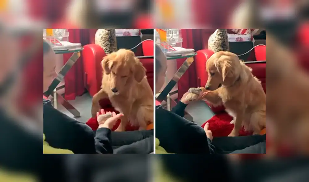 Desliza las imágenes para apreciar el conmovedor comportamiento de un perro al tener cerca un ratón. Desliza las imágenes para apreciar el conmovedor comportamiento de un perro al tener cerca un ratón.