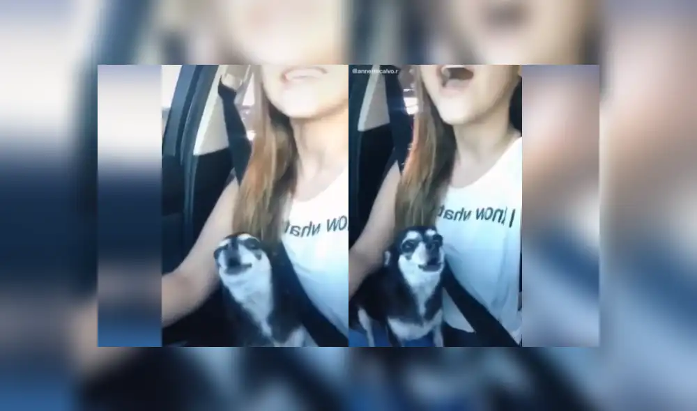 Desliza hacia la izquierda para ver más imágenes del cachorro 'estrella' de Facebook.