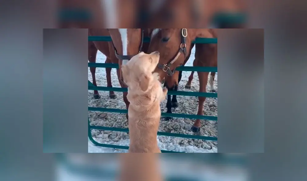 Desliza las imágenes para ver la emotiva escena que protagonizó un perro con sus amigos equinos. Foto: Storyful Rights Management Desliza las imágenes para ver la emotiva escena que protagonizó un perro con sus amigos equinos. Foto: Storyful Rights Management
